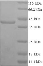 Human Syndecan 1 protein