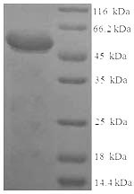 Rat Syndecan 1 protein