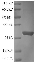 Human SEC16A protein