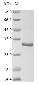 Bovine SFTPC protein