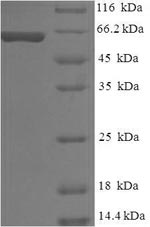 Human PMEL protein