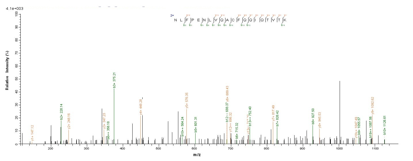 Mouse Slc1a2 protein