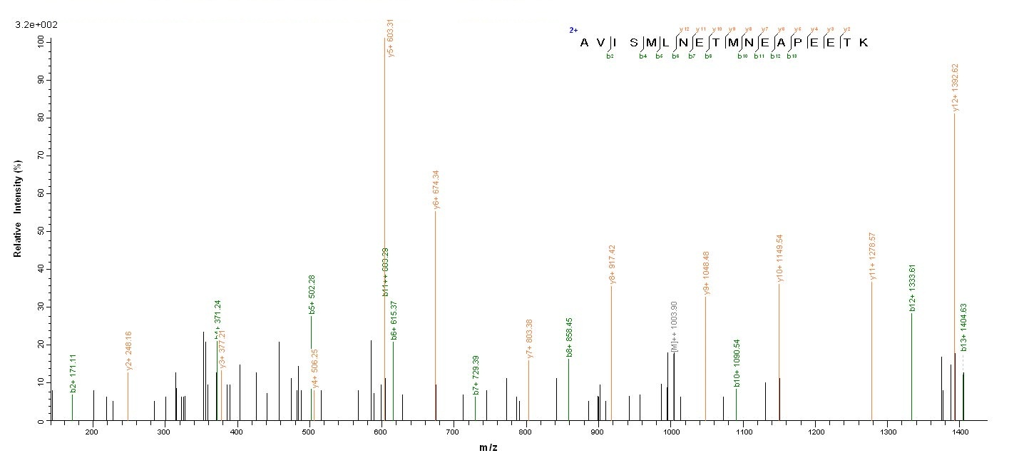 Mouse Slc1a2 protein