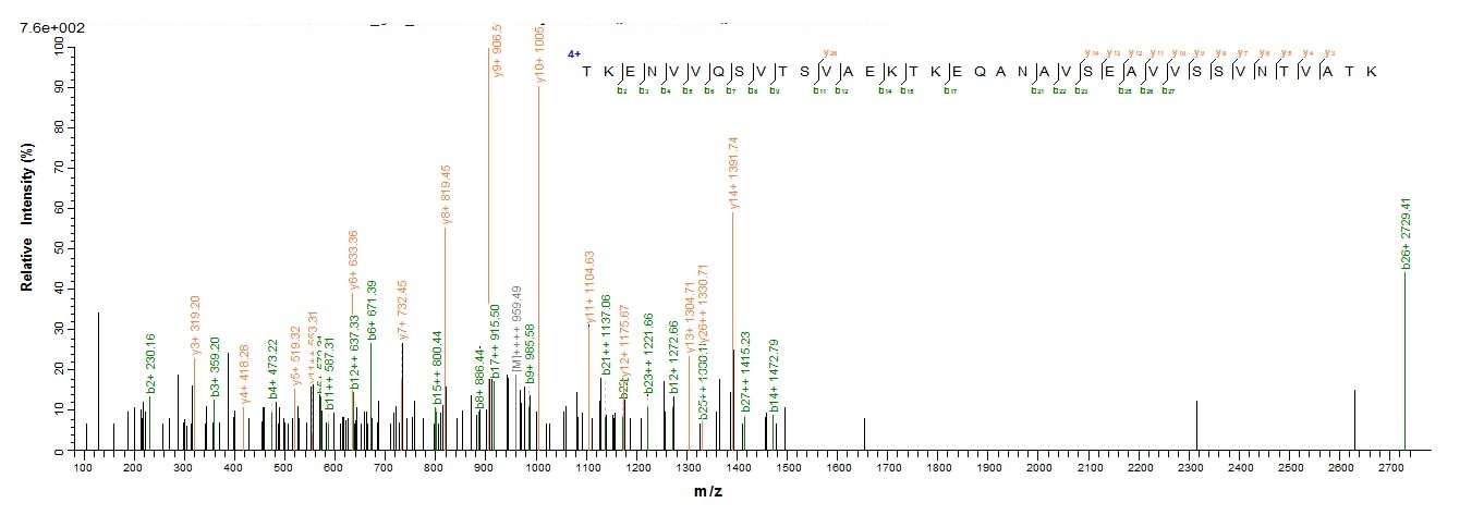 Human SNCG protein