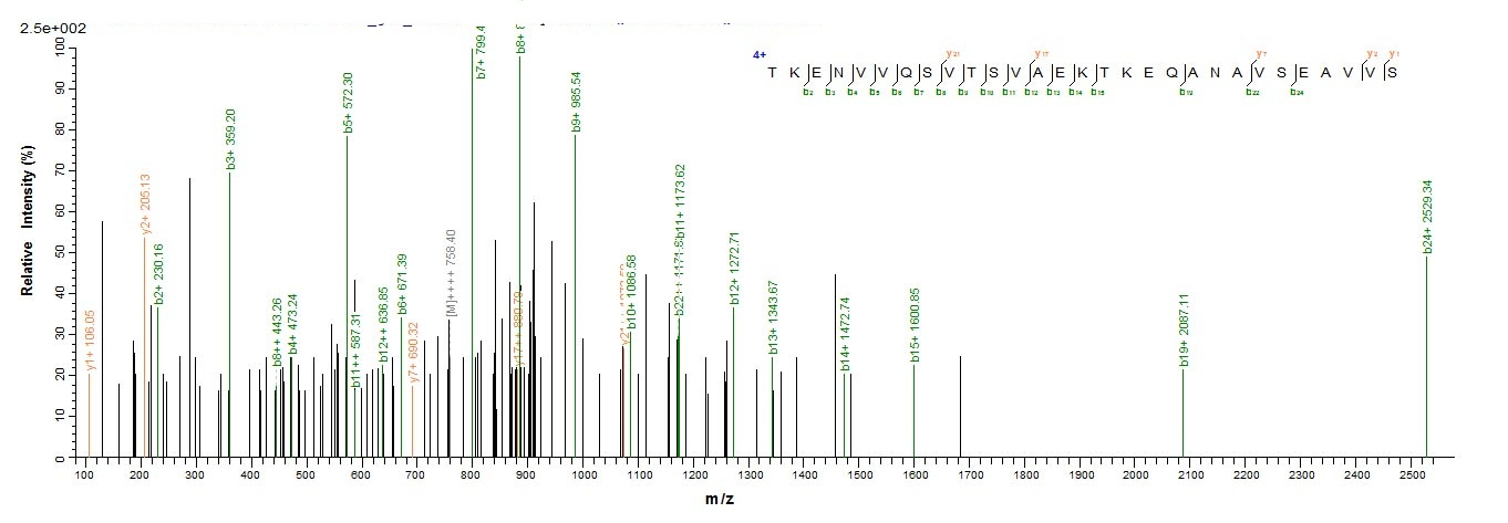 Human SNCG protein