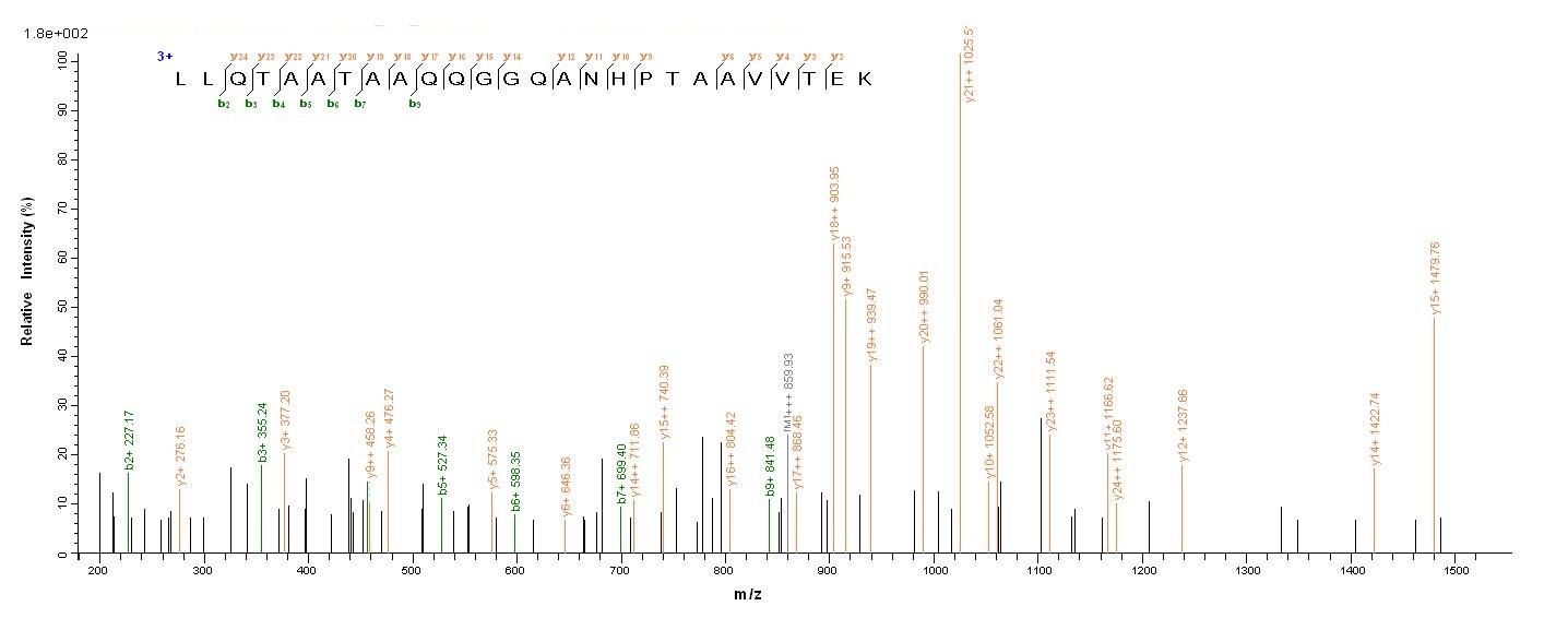 Human STAT3 protein