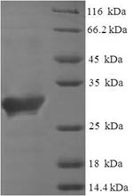 Human STH protein