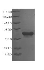 E.coli STX6 protein