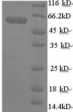Human SYN1 protein