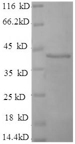 Human SYT1 protein