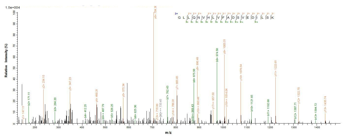 Mouse Thrombospondin 2 protein