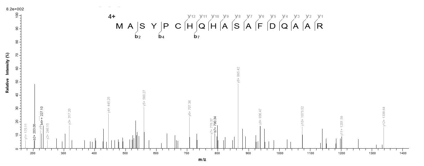 Human TK protein