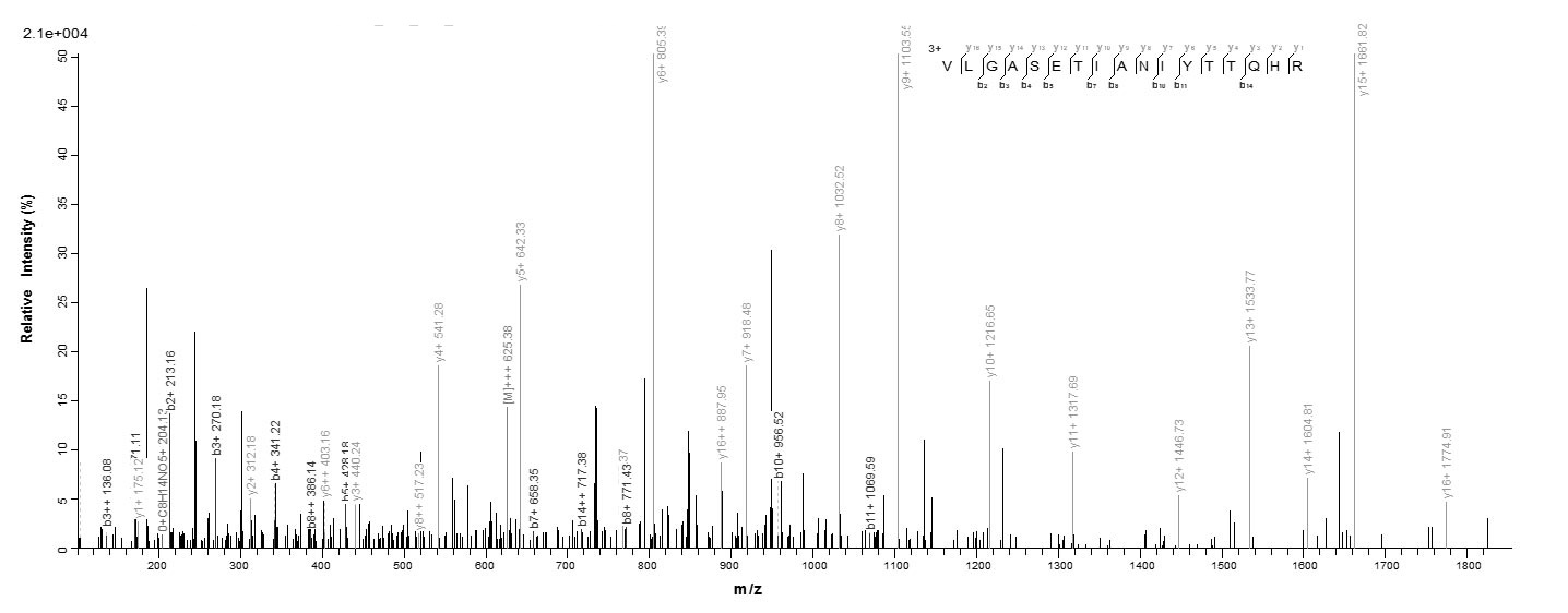Human TK protein