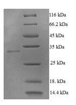 Human TNFSF10 protein