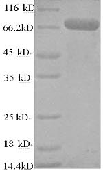 Human TRAF6 protein