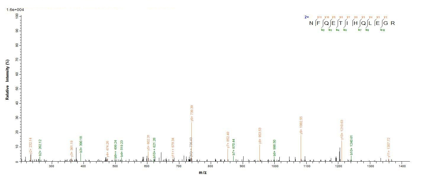 Human TRAF6 protein