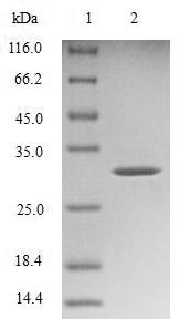 Mouse Transthyretin protein