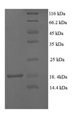 E.coli Transthyretin protein