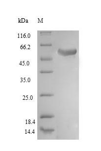 Human USP14 protein