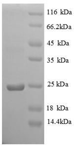 E.coli VAMP7 protein