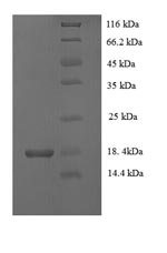 Mouse Vegfc protein