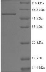 Human WDR5 protein