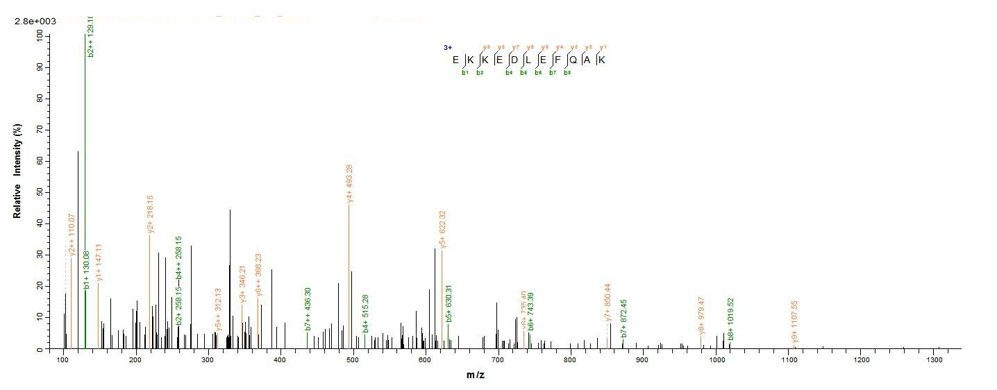 Human XPC protein