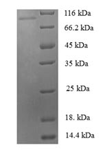Human ZNF175 protein