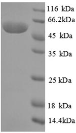 E.coli crnA protein