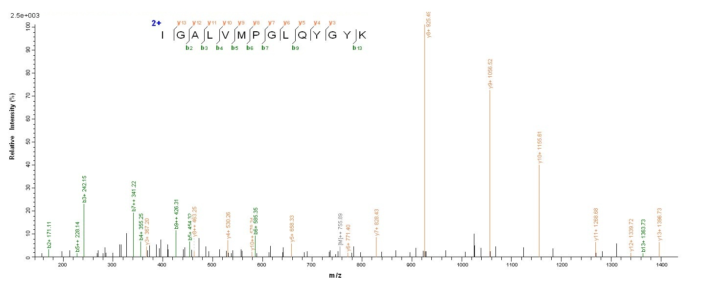 E.coli crnA protein