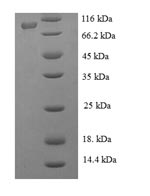 E.coli NS5 protein