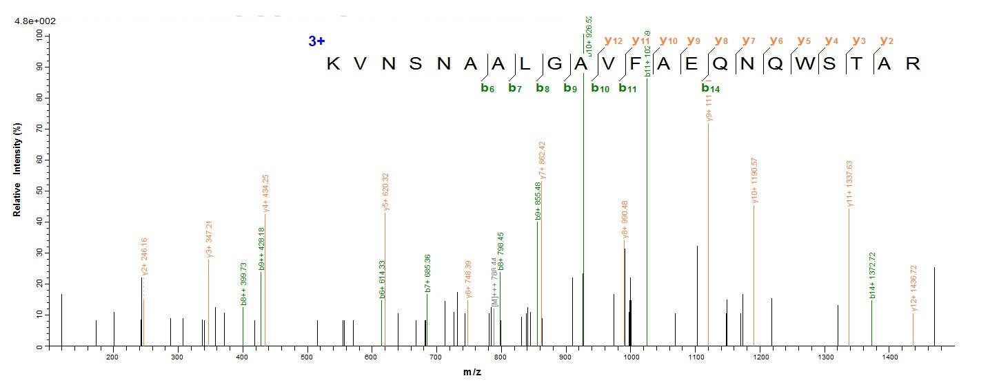 E.coli NS5 protein