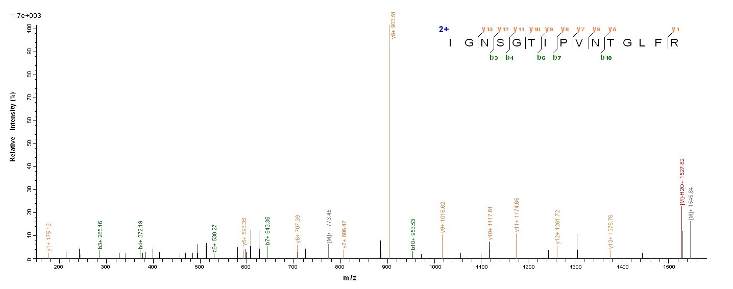 E.coli lecA protein