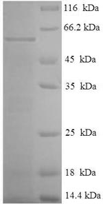 E.coli p46 protein