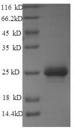 E.coli lktA protein