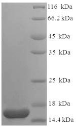 E. coli eltB protein