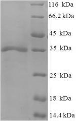 Human gH protein