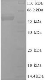 E.coli BLLF3 protein