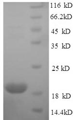 Mouse Mup2 protein
