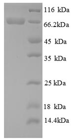 E.coli gox protein