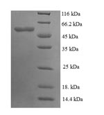E.coli PYC1 protein