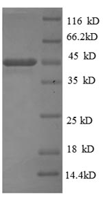 E.coli prn protein