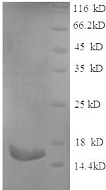 Rat Pla2g2a protein