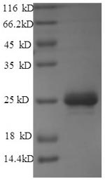 E.coli bar protein