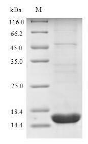 E.coli acid-binding lectin protein