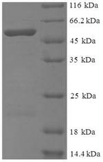 E.coli Allergen Cry j I protein