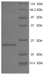 Bovine IFNT1 protein