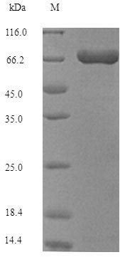 E.coli Tn552 protein