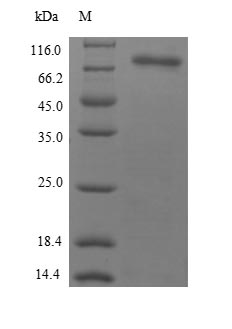 E.coli cry2Ab protein