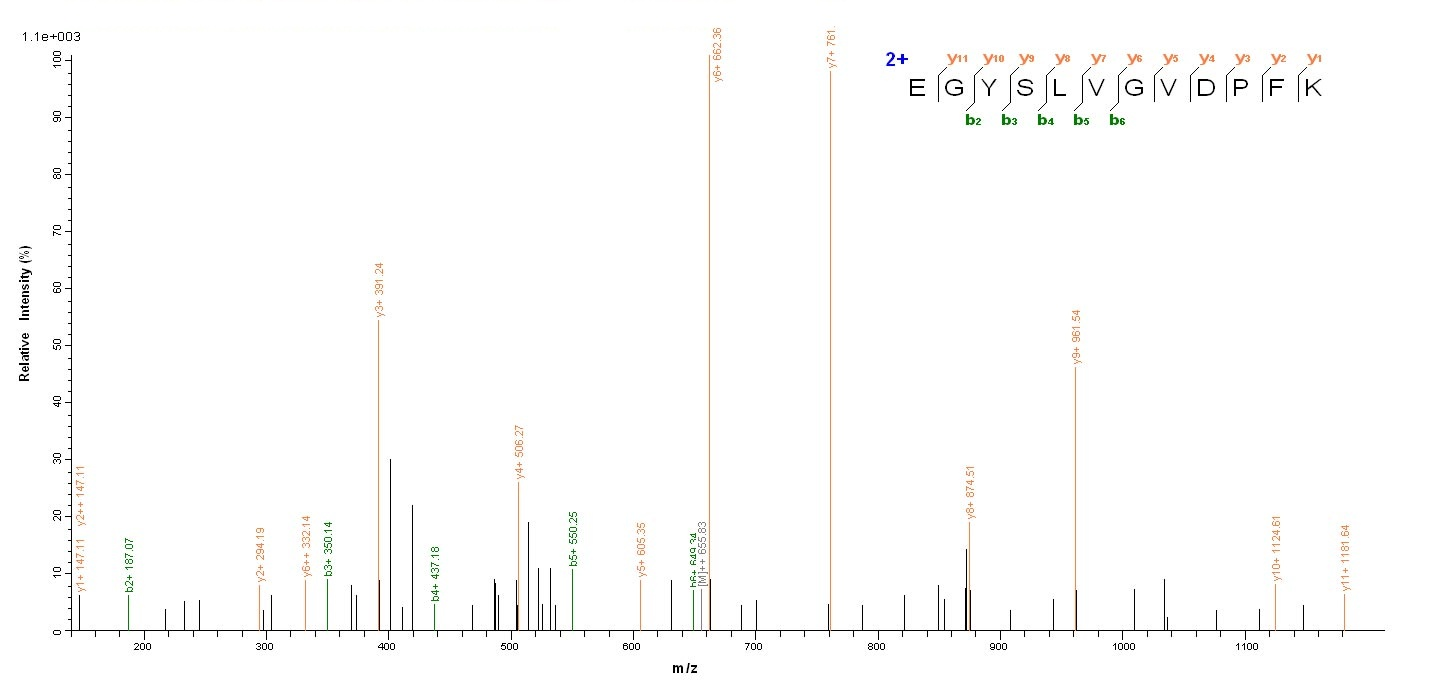 Viral NP protein